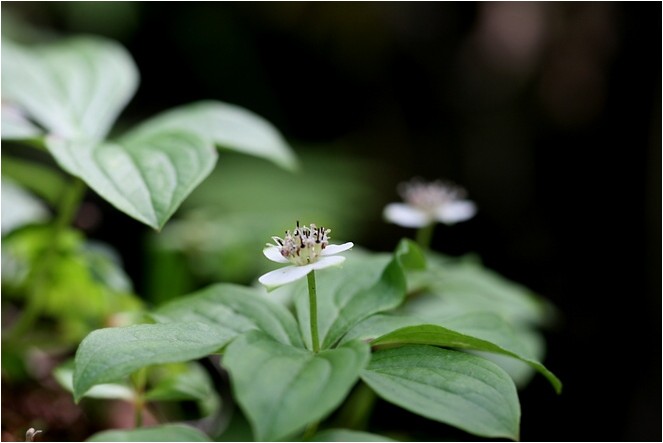 蓼科とゴゼンタチバナ 野草風薫