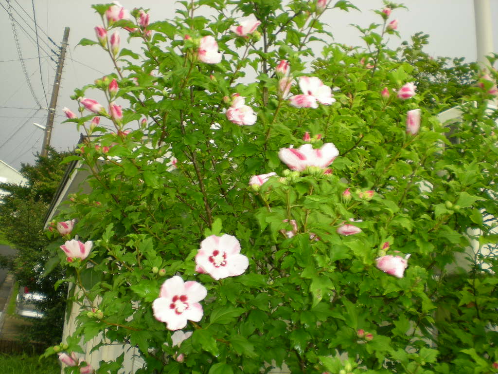 2010年7月14日(水)久しぶりに晴れたよ!_f0060461_1094511.jpg