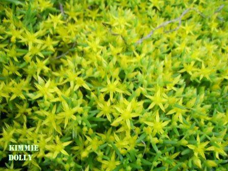 まだあった雑草多肉 女神見習いヲバサンの記