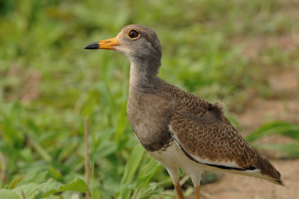 ケリ幼鳥_f0053272_19271882.jpg