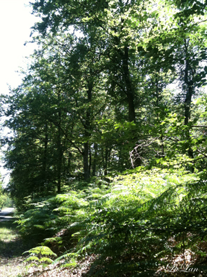 d0141376_18255081.jpg