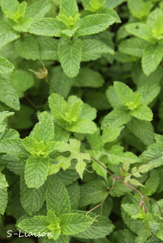 b0139477_10564663.gif