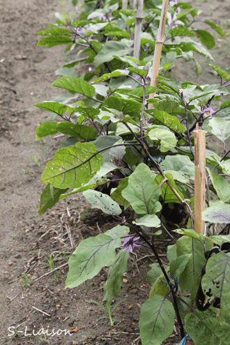 b0139477_10593574.gif