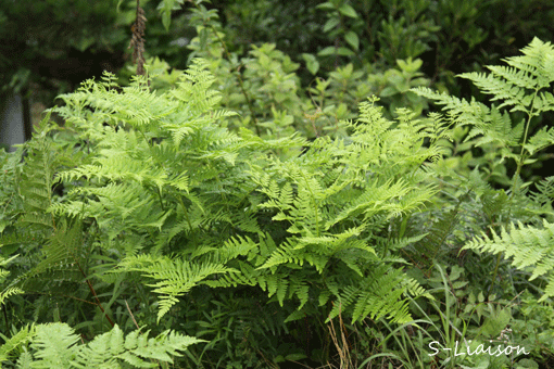 b0139477_1122728.gif