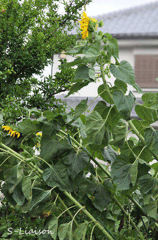 b0139477_11264679.gif