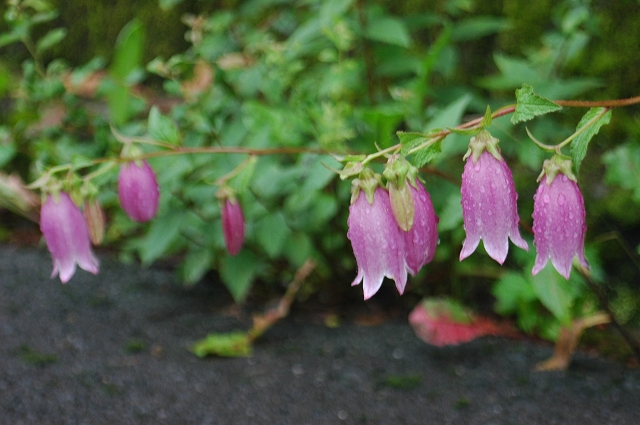 c0212083_10271415.jpg