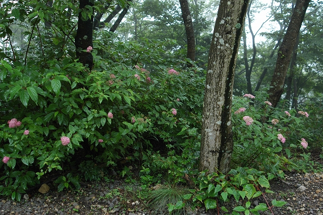 c0212083_10315311.jpg