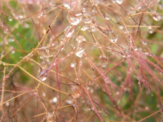 雨の日の贈り物♪_c0192687_2140562.jpg