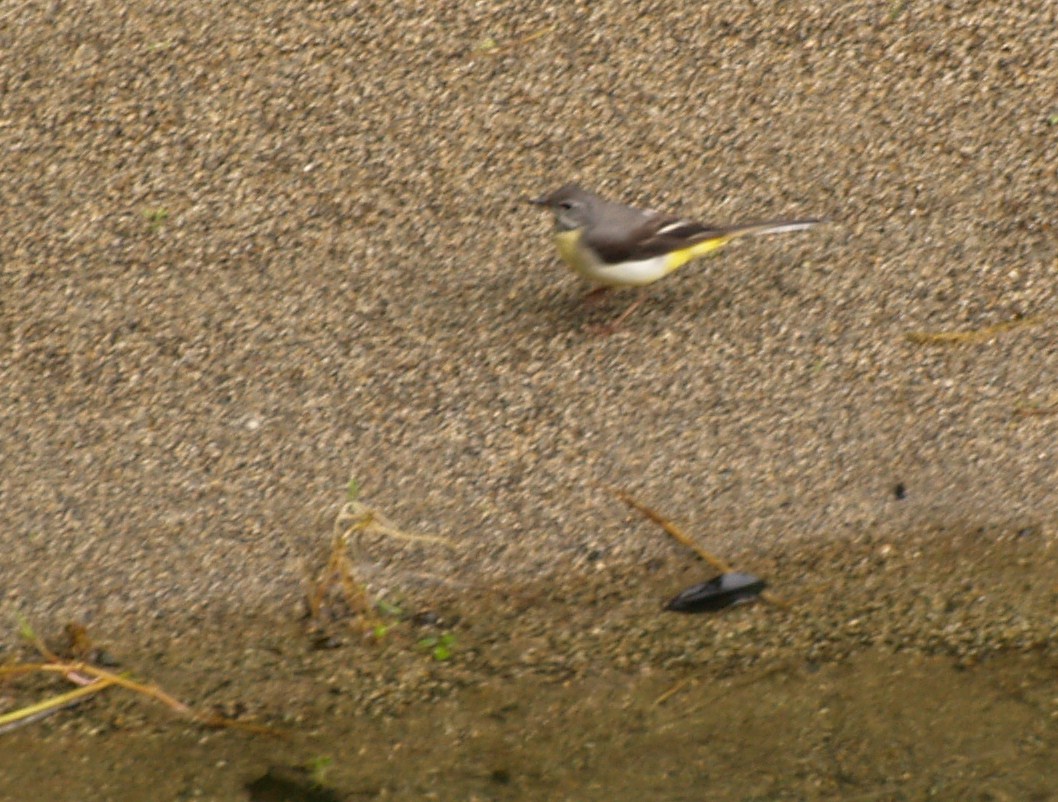 フウランの花と河原で見かけたセキレイ_d0160788_2240018.jpg