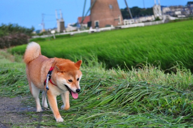 かぼちゃんの笑顔を見れば_a0126590_23351865.jpg