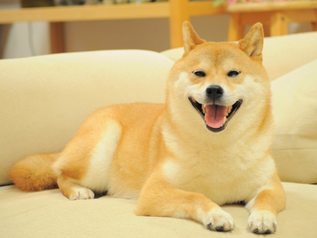 かぼちゃんの笑顔を見れば_a0126590_2356647.jpg