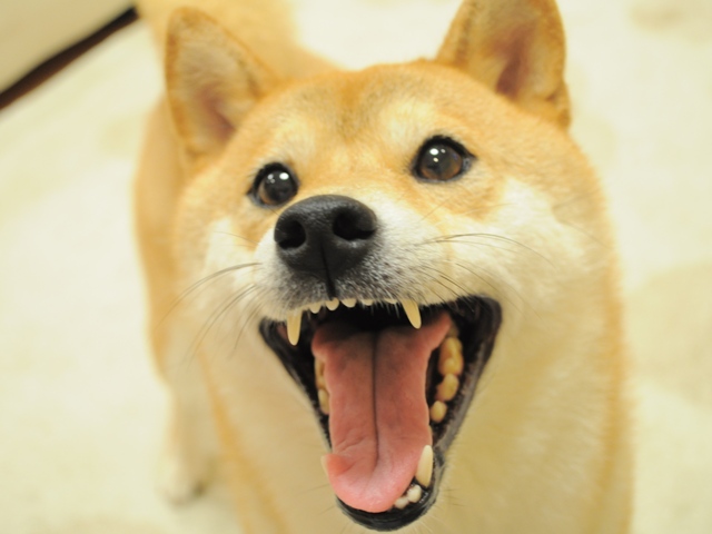 「萌え~~!」がいっぱい。_a0126590_513231.jpg