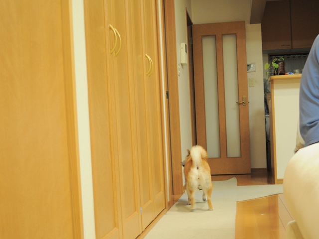 「萌え~~!」がいっぱい。_a0126590_5134337.jpg