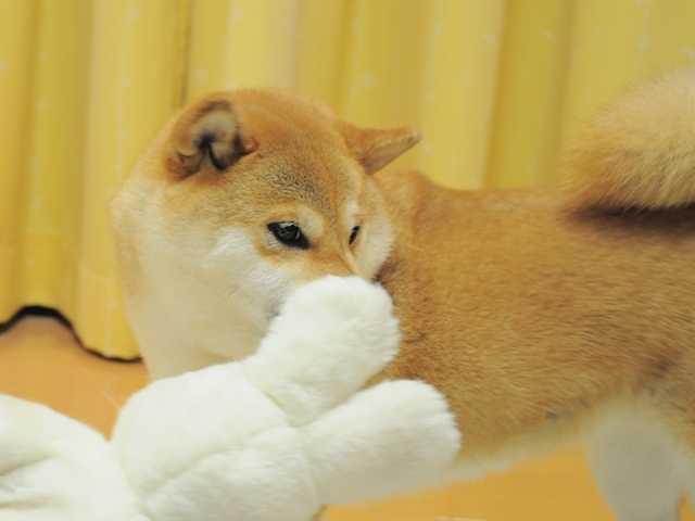 「萌え~~!」がいっぱい。_a0126590_5283859.jpg