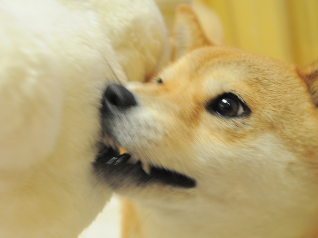 「萌え~~!」がいっぱい。_a0126590_534055.jpg