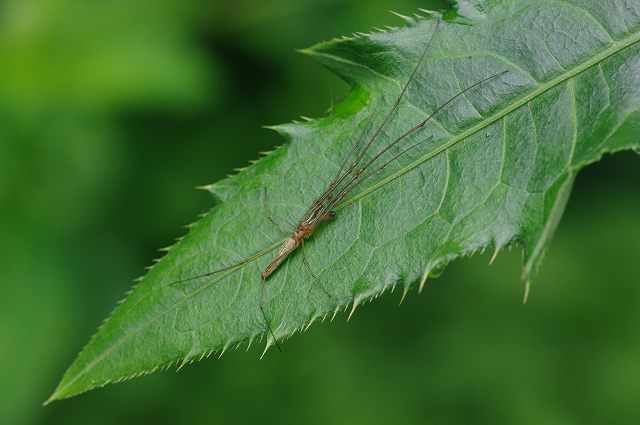e0070891_208166.jpg