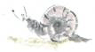 a0088892_915771.gif