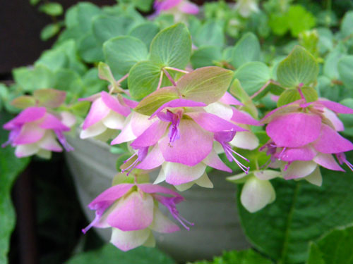 今、咲いている花を少し　イトラン？　他_a0136293_1840215.jpg