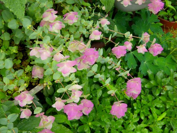 今、咲いている花を少し　イトラン？　他_a0136293_1840379.jpg