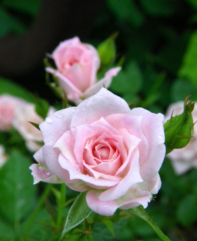 今、咲いている花を少し　イトラン？　他_a0136293_1841091.jpg