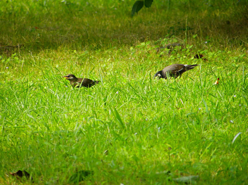 ムクドリ（舞鶴公園 2010/06/19撮影）_f0204094_21203942.jpg