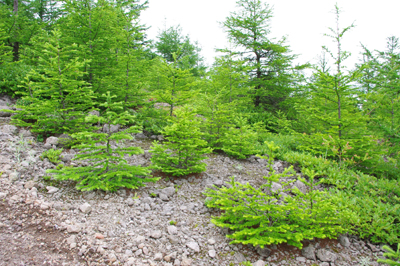 d0138899_19484890.jpg
