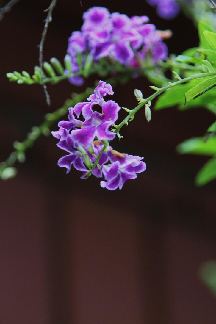 雨に咲く花 デュランタ そよ風のつぶやき 雨に咲く花 デュランタ そよ風のつぶやき