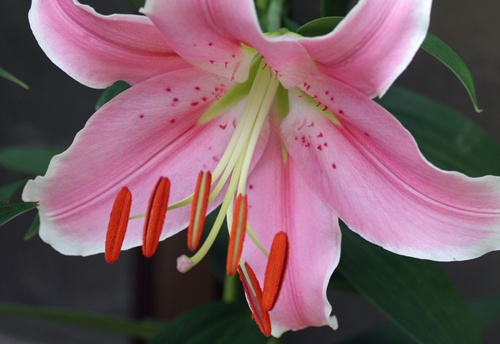 百合の花粉 気ままな日記