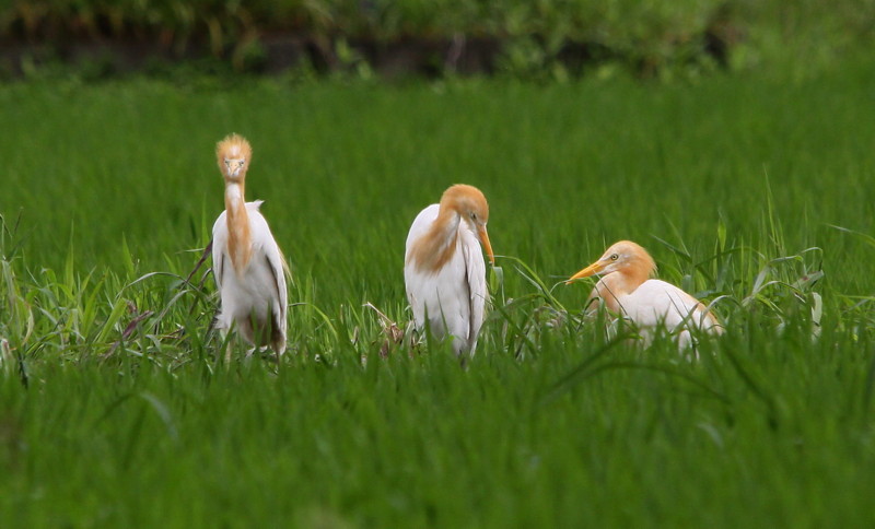 田圃の鳥達（2010年7月15日）_f0235311_1746255.jpg