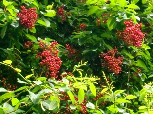 f0236311_8142918.jpg