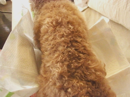 c0132714_2011848.jpg