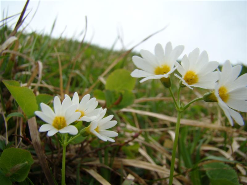 百花繚乱の月山へ…2010_a0127015_1945347.jpg