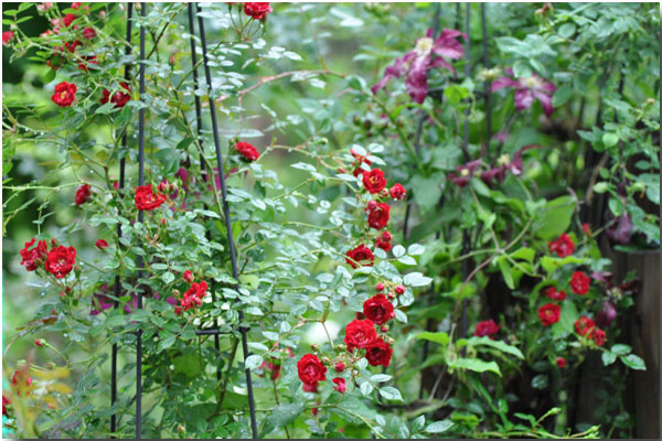 シャレーグリンデルの庭に咲く_d0109415_153574.jpg