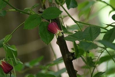 f0170524_1251070.jpg