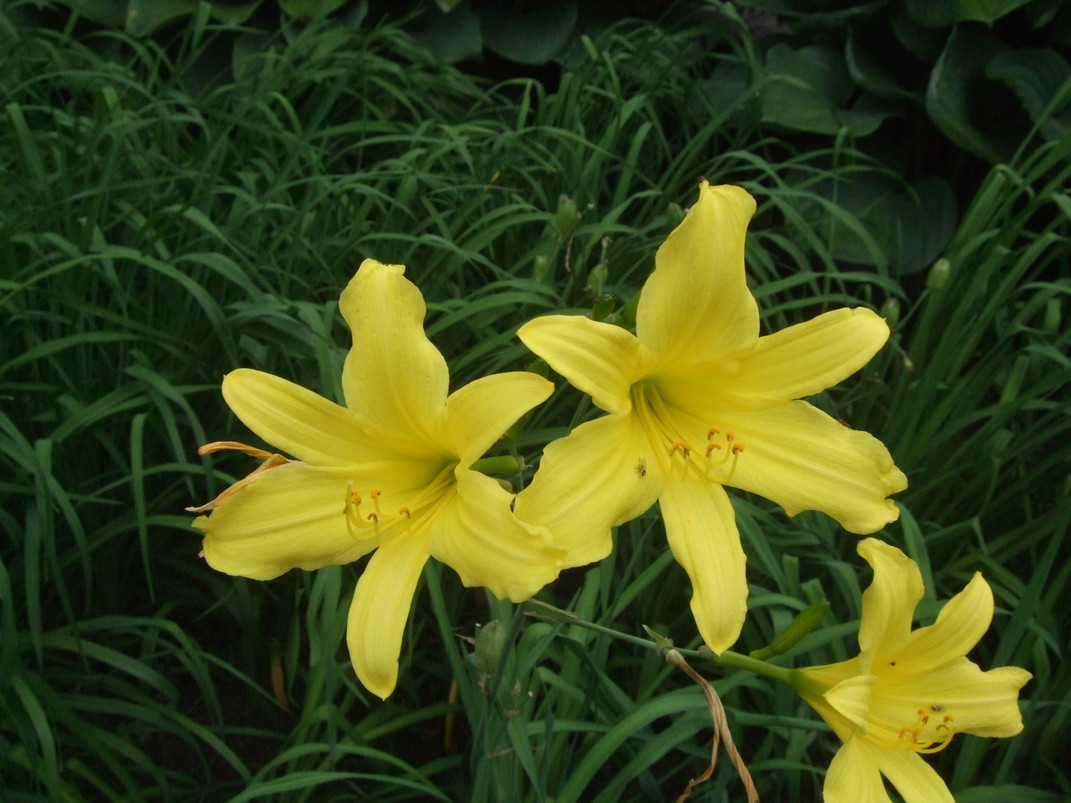 1298) 7月13日の菖蒲園_f0126829_9544291.jpg