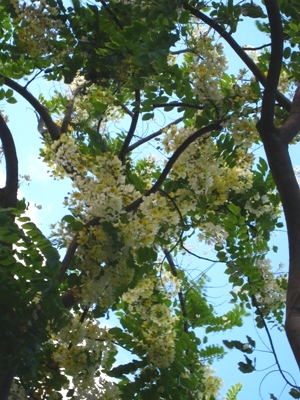 ハワイ花鳥風月 【シャワー･ツリー】_f0224633_7105977.jpg