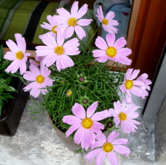 Time to Flower _c0201334_8181279.jpg