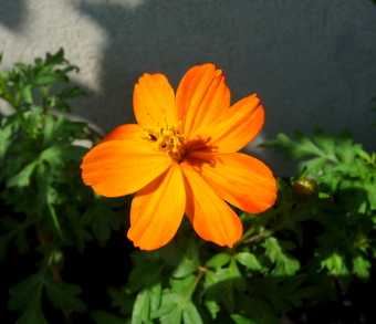 Time to Flower _c0201334_819314.jpg