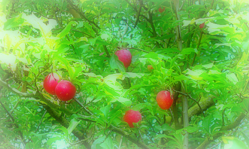 プラムの木(PLUM　TREE)_f0202342_3183891.jpg