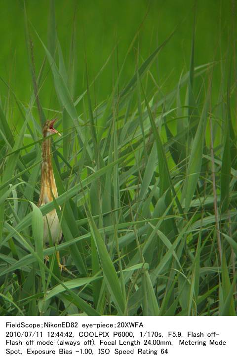 2010.7.11(1) 大久保農耕地B区_c0062451_20102254.jpg