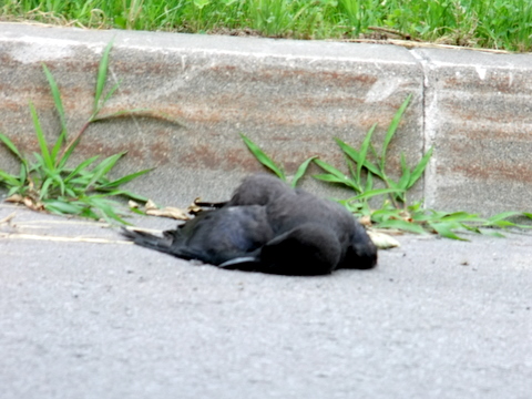 カラスに孤独死はない。_b0165760_14191553.jpg