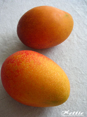 *Mango*_a0122764_11561771.jpg