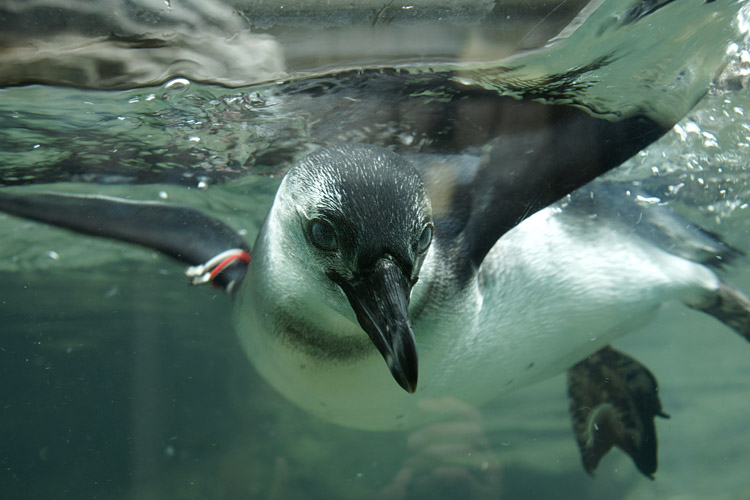 サンシャインの泳ぐ美人ペンギン　_b0190068_18564518.jpg