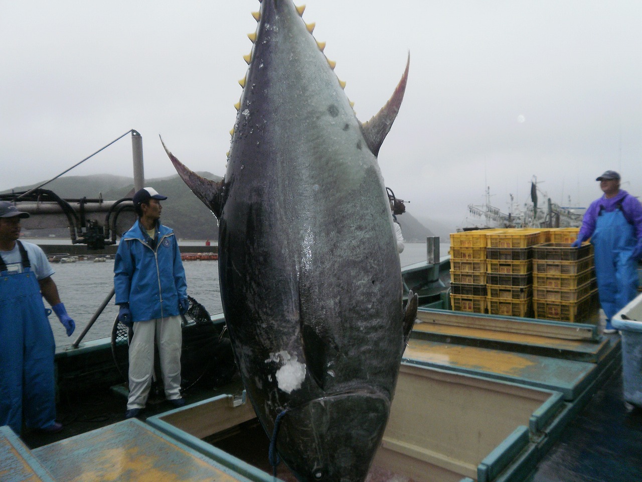 こんなのはじめて！４５０ｋｇ超のクロマグロ　対馬で水揚げ！_f0207669_13321691.jpg