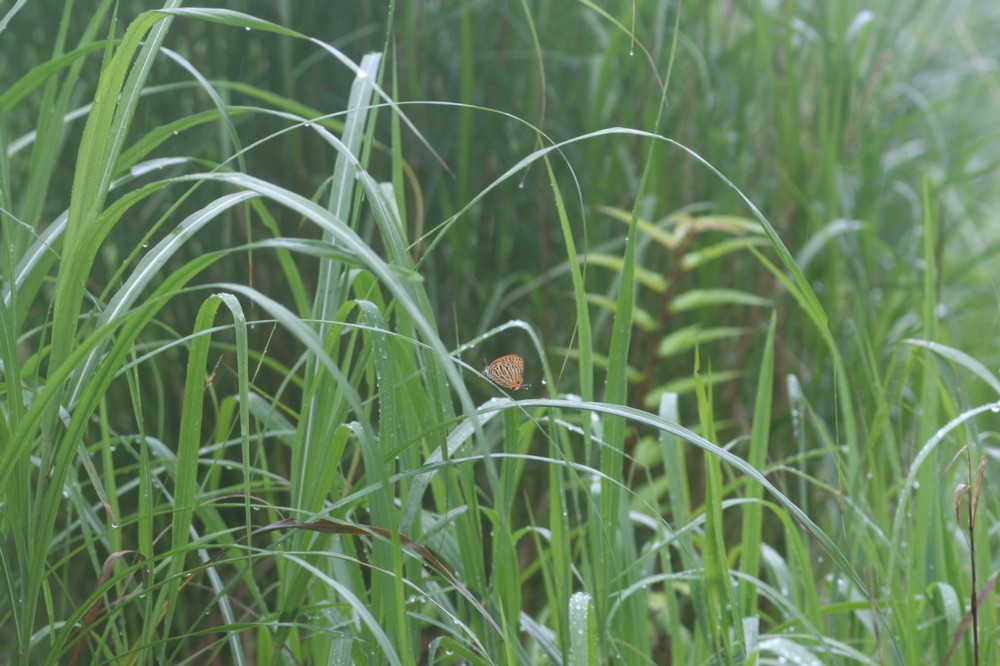 大雨_b0088772_1045458.jpg