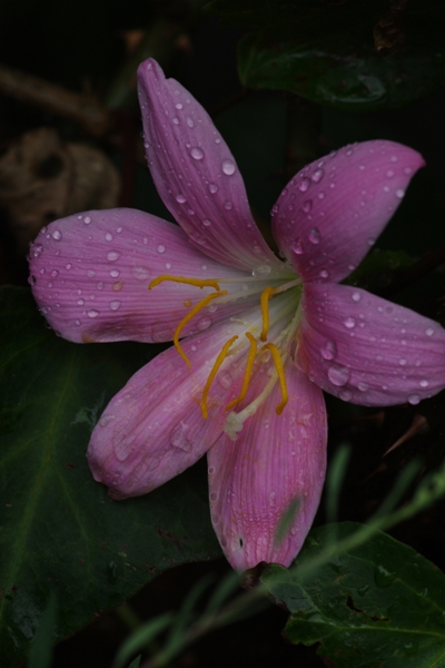 雨、雨、雨。。。_a0082787_21334818.jpg