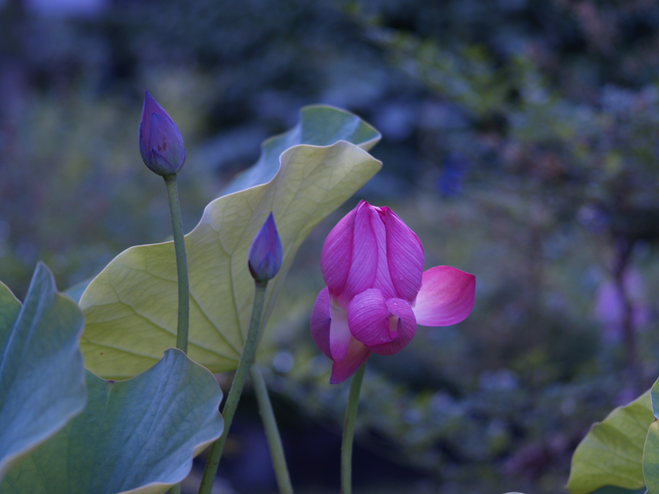 夕暮れ時の身近な花たちと蝶_d0160788_20313187.jpg