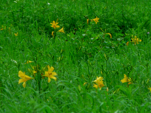チェリーパークラインに咲く花たち。_e0120896_16415946.jpg