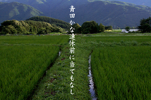 青田_e0099713_21342141.jpg