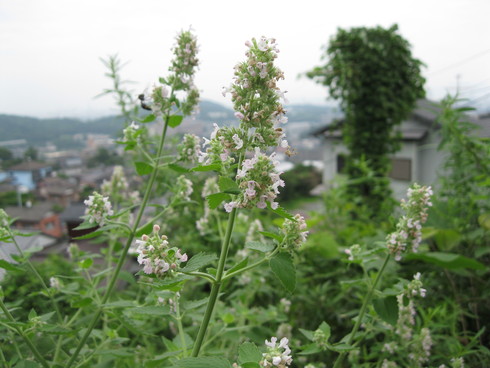 「脱皮」の季節~~_a0125419_13593729.jpg